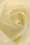 Drawn in close to the heart of this cream-white rose, you feel wrapped in the gentle embrace that only a dedicated Canary Wharf florist knows how to create. Each petal unfurls with a whisper-light touch, velvety and cool, catching the soft morning light as it reflects off the towers beside Canada Square. The petals' translucent outer edges suggest delicacy, while the precisely woven spirals at the core speak of nature's wisdom and the florist's practiced hands. Light and shadow intertwine, granting each fold luminous depth that evokes serene mornings along the Thames Path. Emotion flows through this bloom: it speaks of reverence, quiet admiration and the hope of new beginnings. The air is filled with a faint, sweet scent-calming and dignified-making it the perfect rose for expressing sympathy, respect or appreciation for moments celebrated throughout Canary Wharf. This rose's tender arrangement transcends mere decoration; it becomes a gentle narrative, woven with the artistry and compassion that defines local floral craftsmanship.